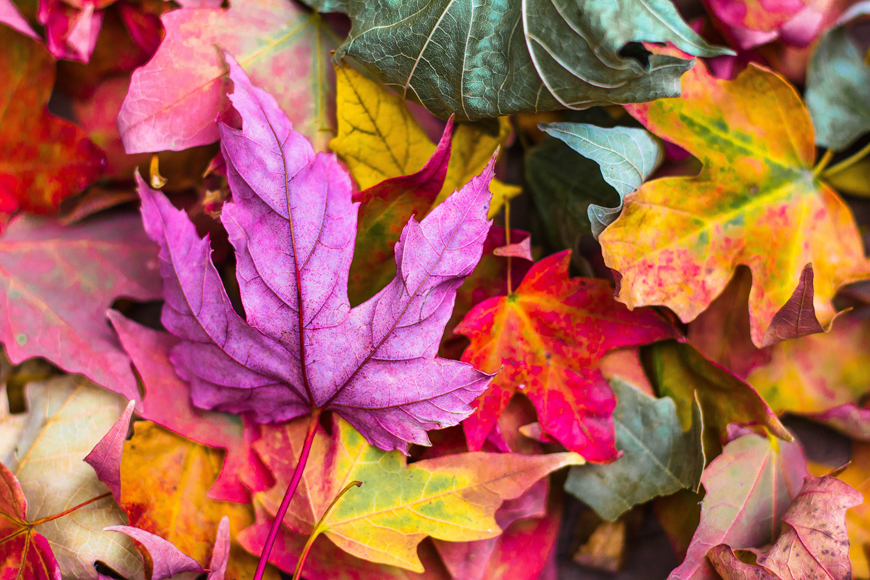 fotoobraz kolorowe liście
